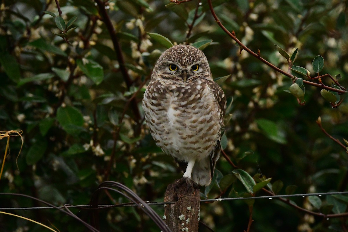Burrowing Owl - ML618565240