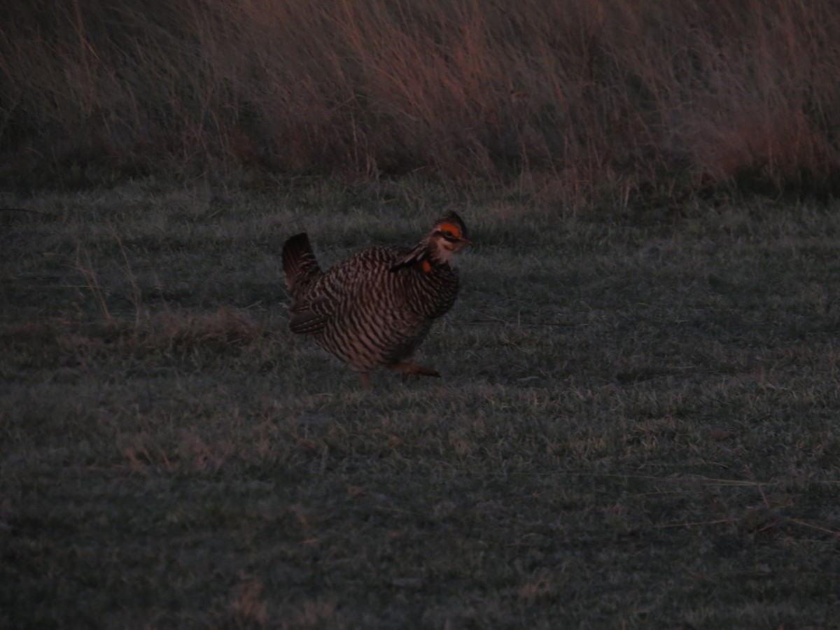 Greater Prairie-Chicken - ML618565258