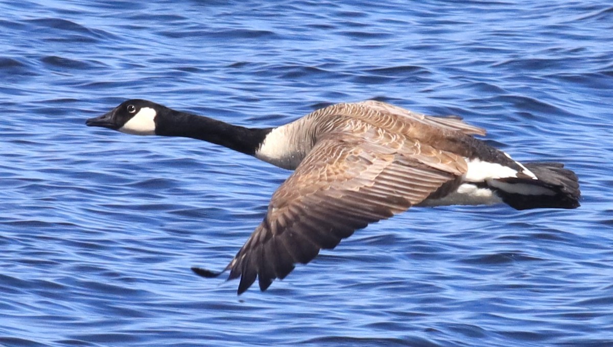Canada Goose - Aarre Ertolahti