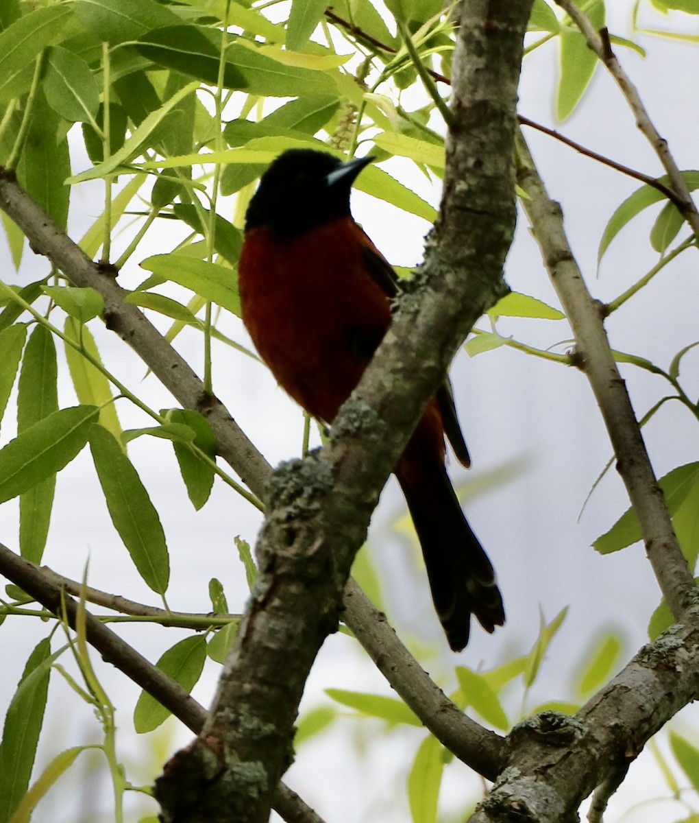 Orchard Oriole - ML618565278