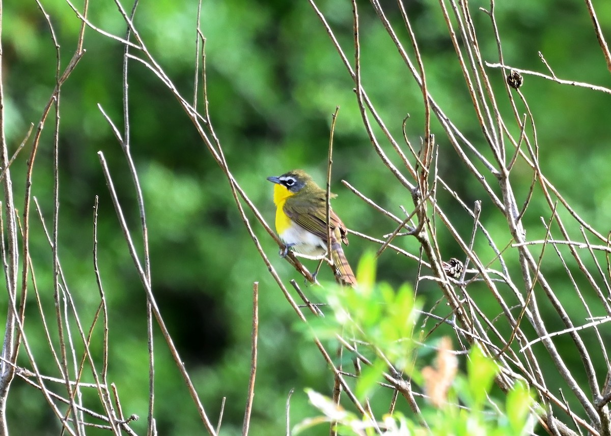 Yellow-breasted Chat - ML618565302