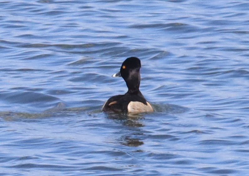 Ring-necked Duck - ML618565308