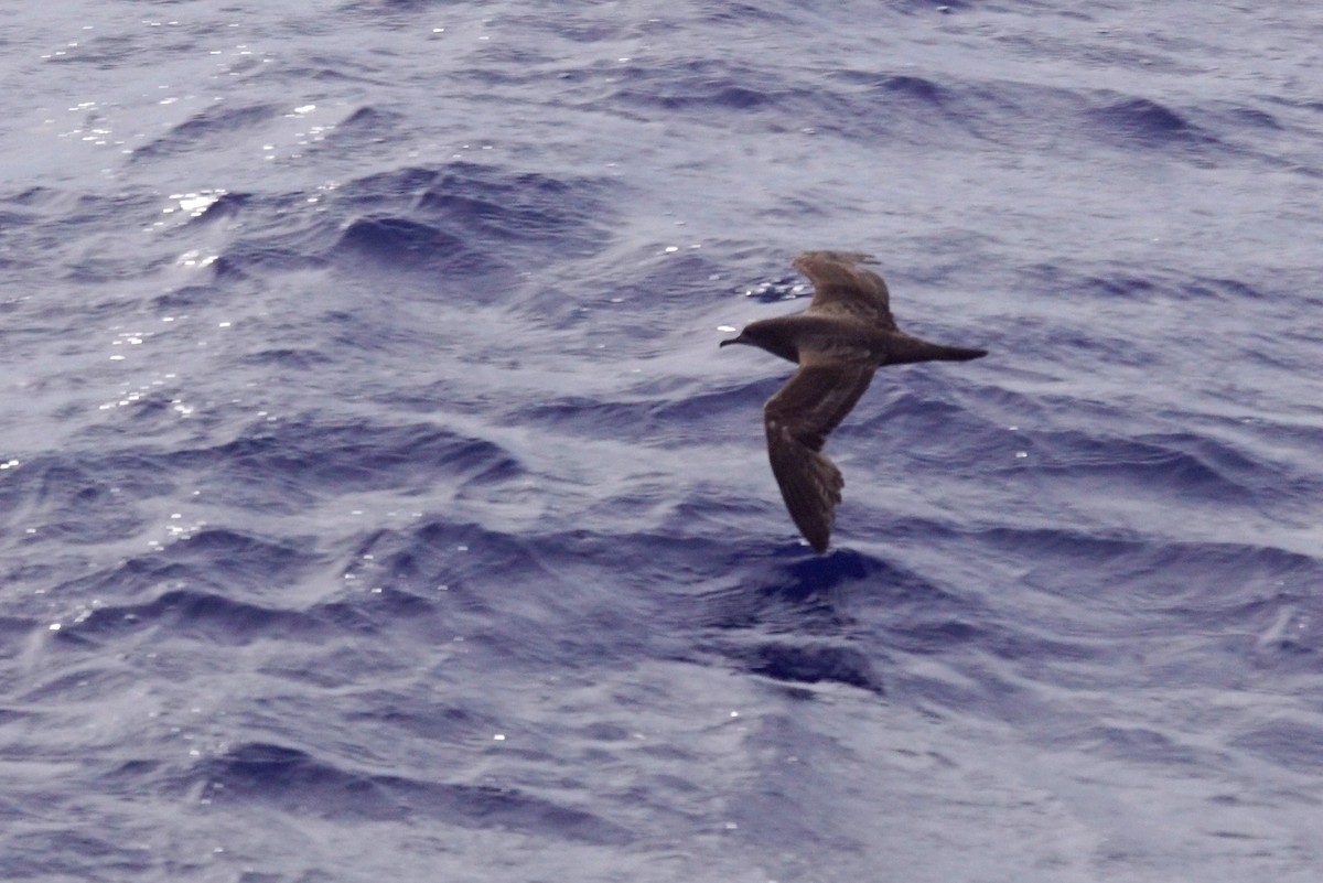 Wedge-tailed Shearwater - Mike Pennington