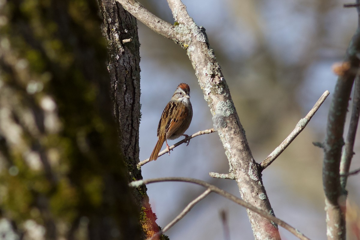 Swamp Sparrow - ML618565348