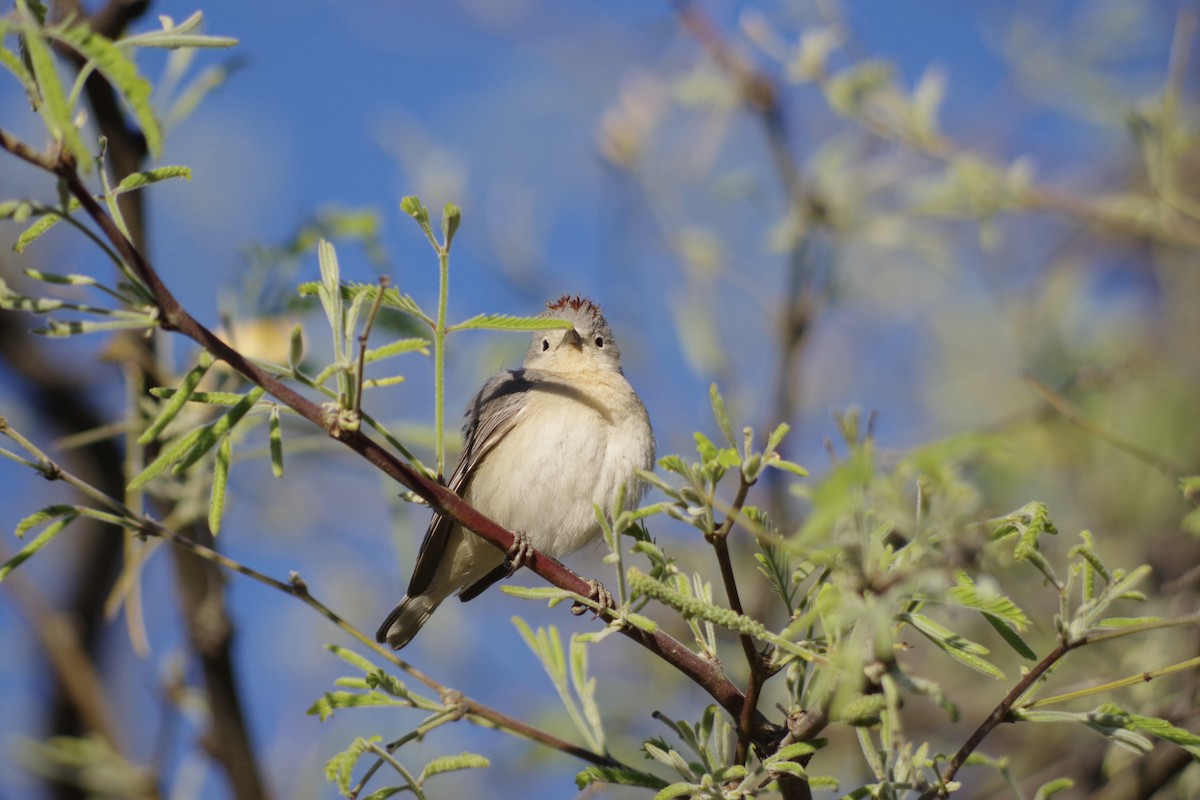 Lucy's Warbler - ML618565358
