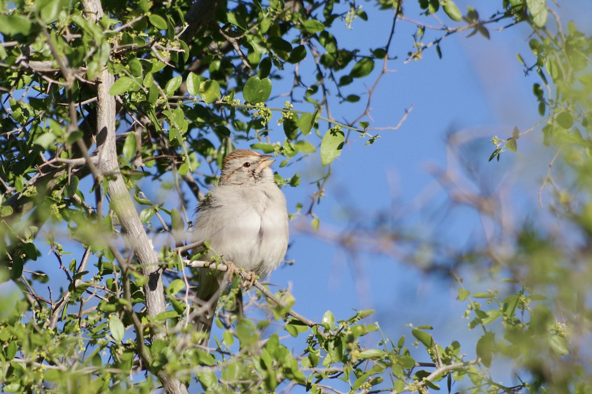 Rufous-winged Sparrow - Alex Patia