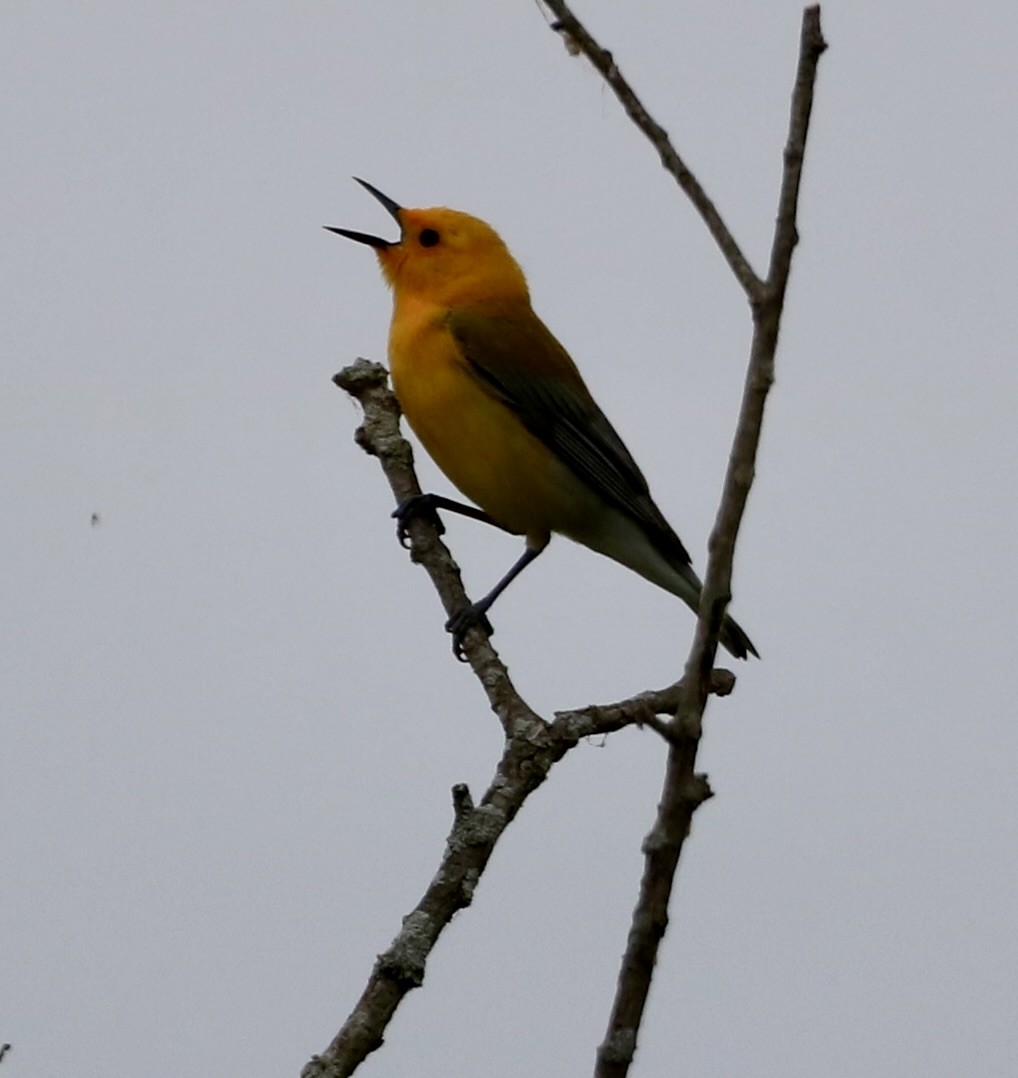 Prothonotary Warbler - ML618565378