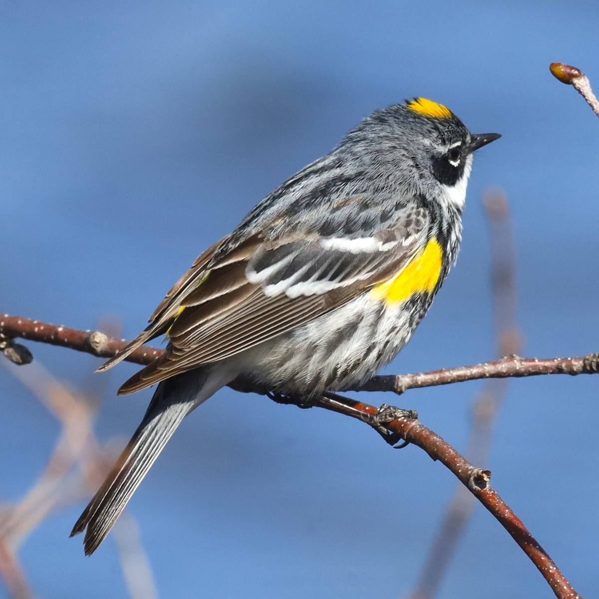 Yellow-rumped Warbler - Aarre Ertolahti