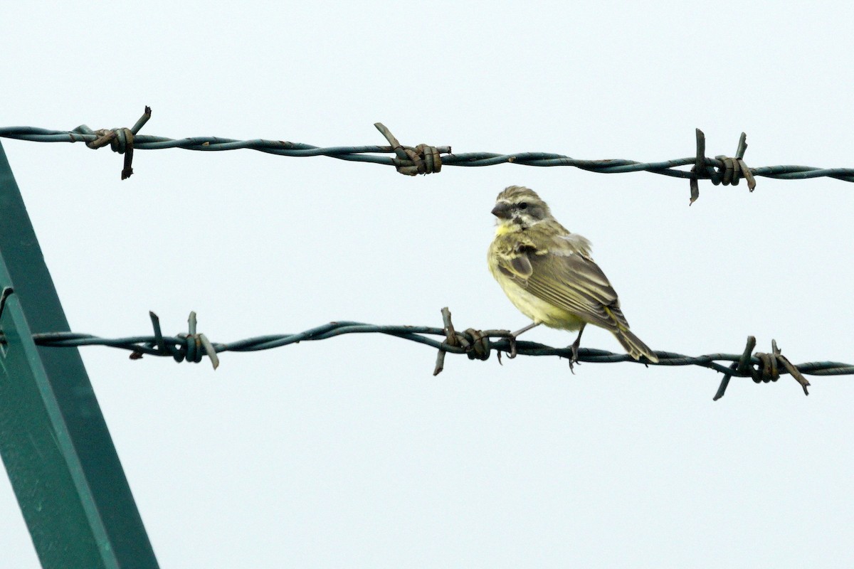 Yellow-fronted Canary - ML618565402