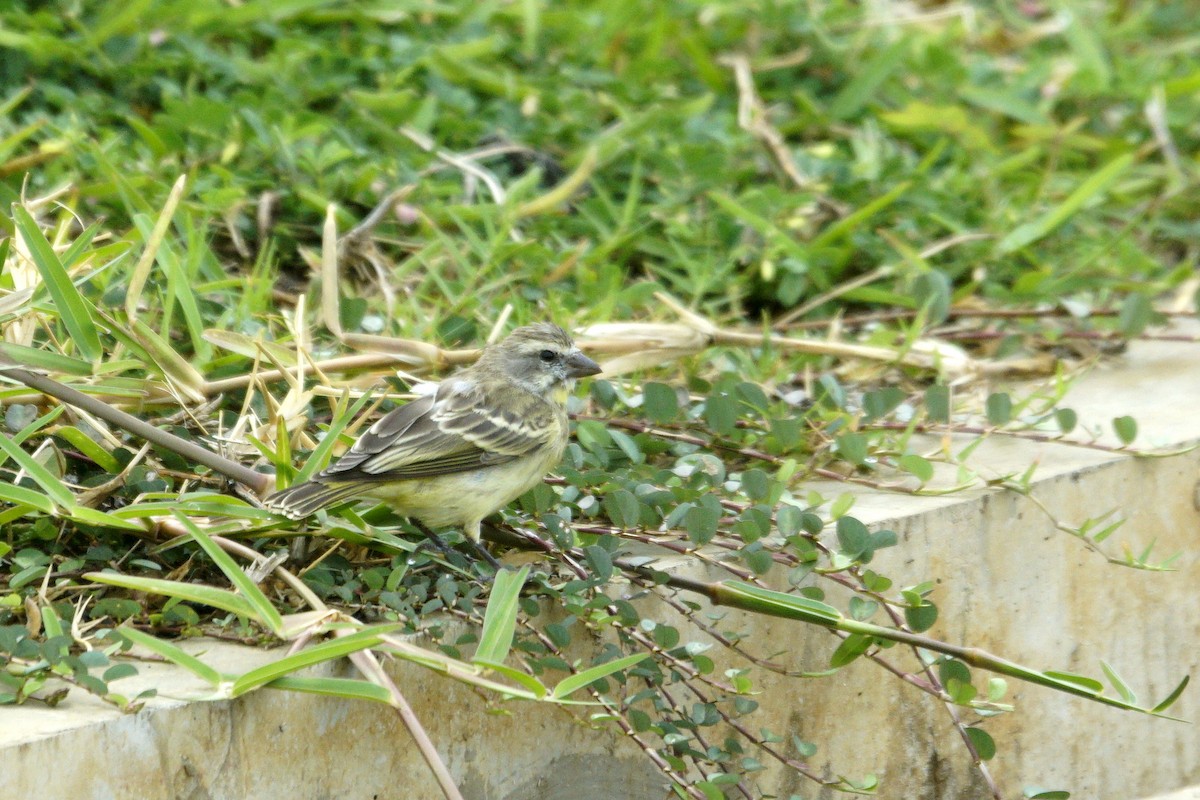 Yellow-fronted Canary - ML618565403