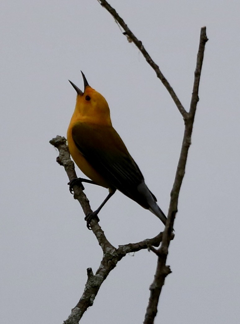 Prothonotary Warbler - ML618565406