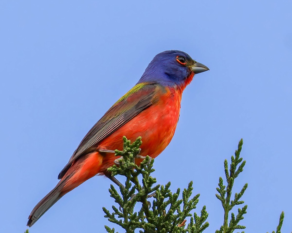 Painted Bunting - ML618565412