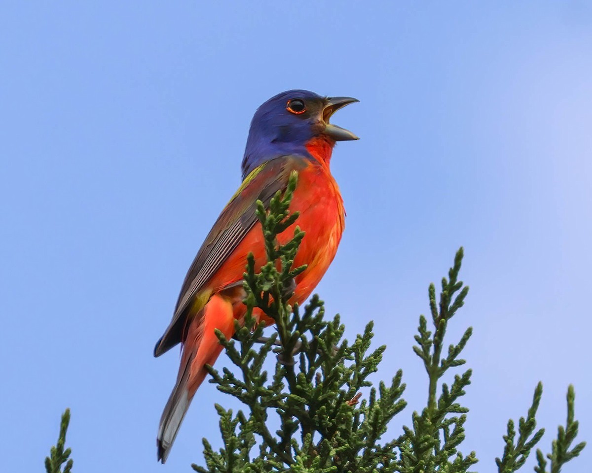 Painted Bunting - ML618565413