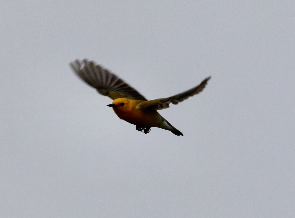 Prothonotary Warbler - ML618565423
