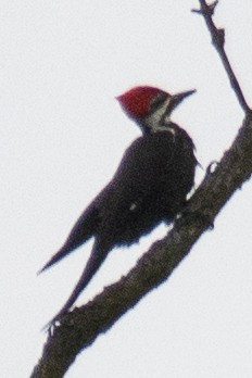 Pileated Woodpecker - Jim Wilson