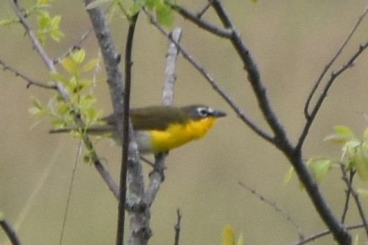 Yellow-breasted Chat - ML618565466