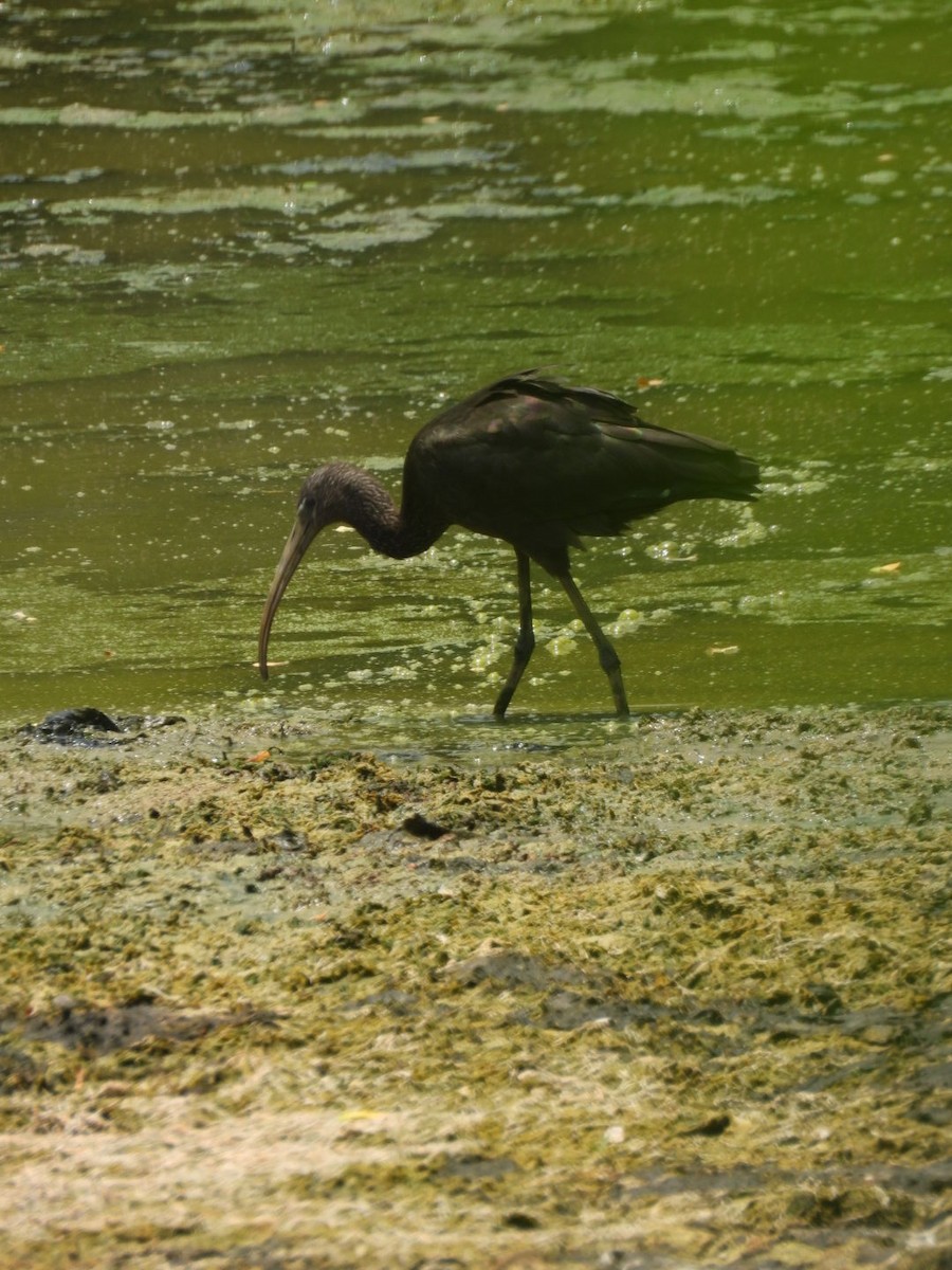 ibis hnědý - ML618565497