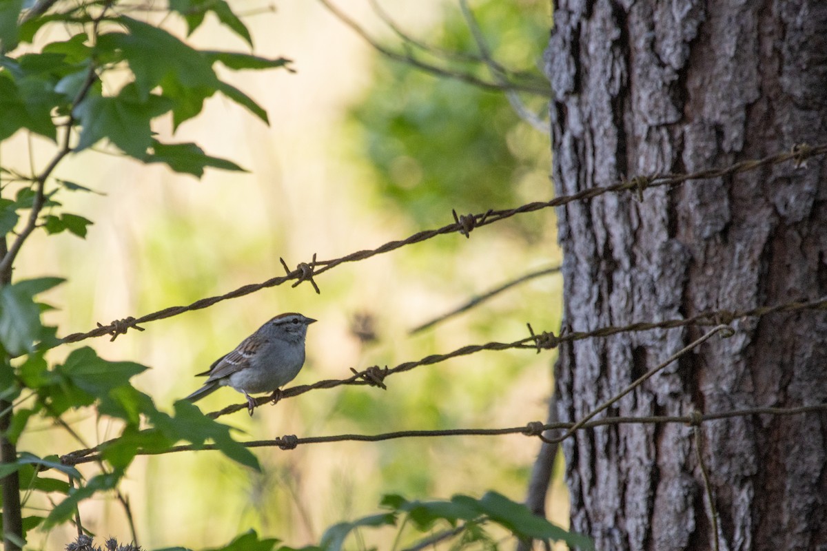 Chipping Sparrow - ML618565504