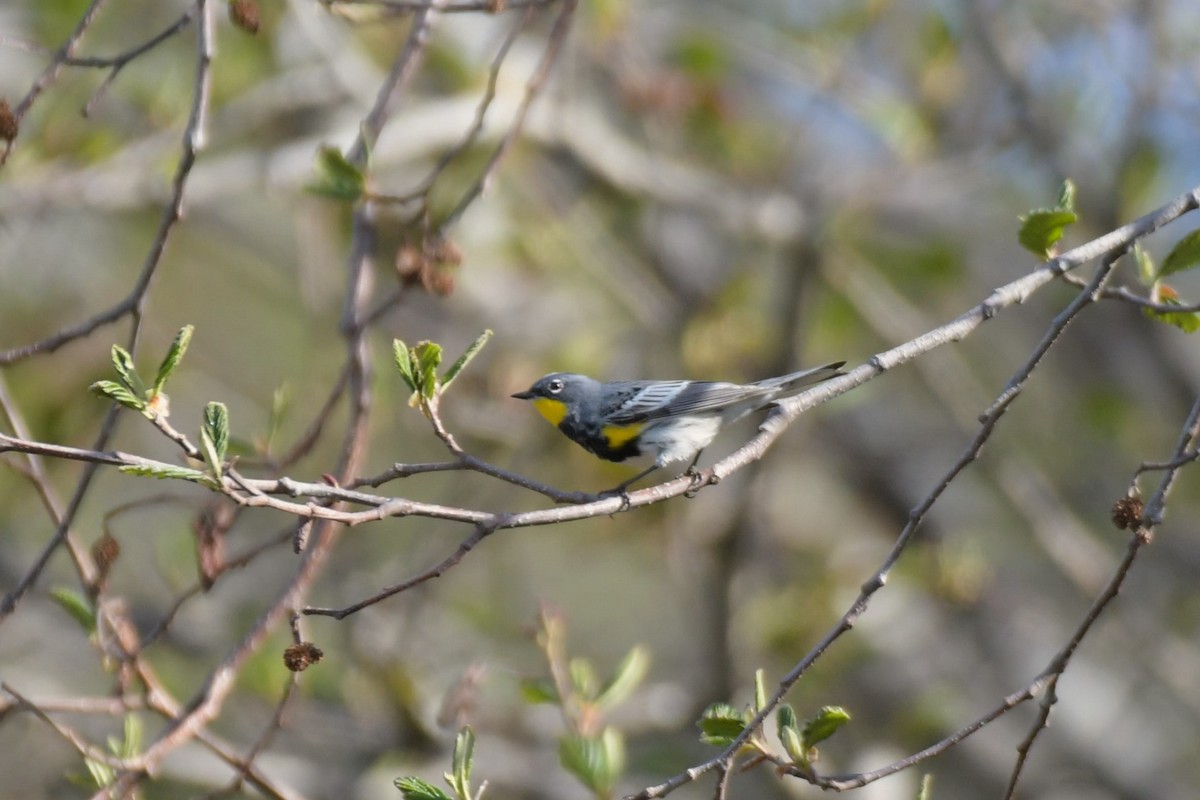 Yellow-rumped Warbler (Audubon's) - ML618565521