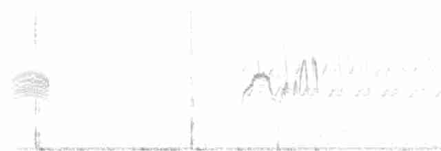 Светлобрюхий фиби - ML618565553