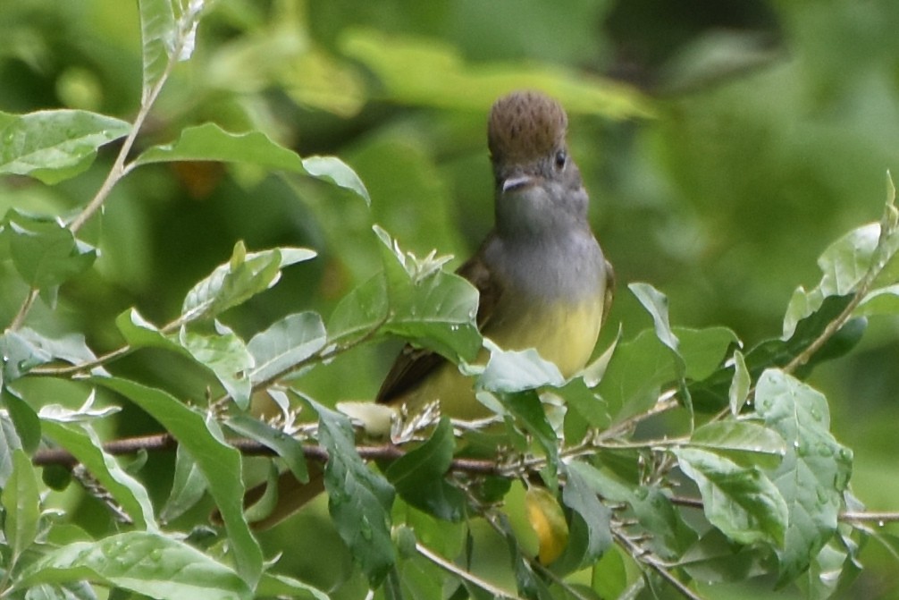 Great Crested Flycatcher - ML618565566