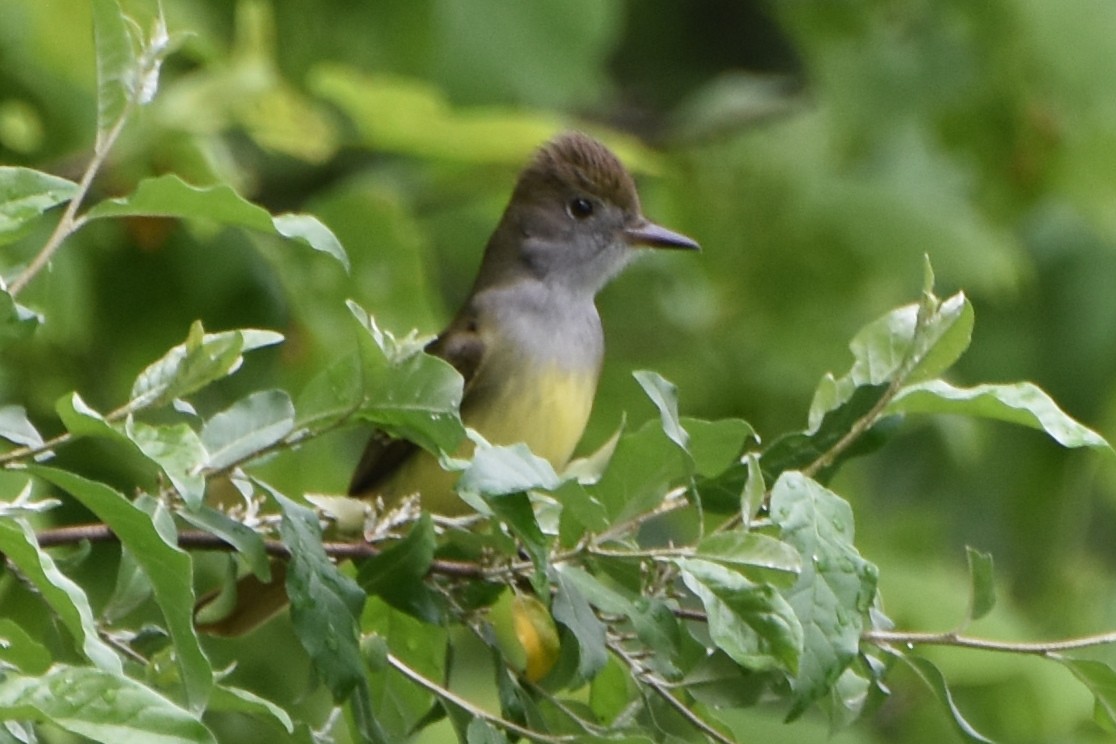 Great Crested Flycatcher - ML618565567