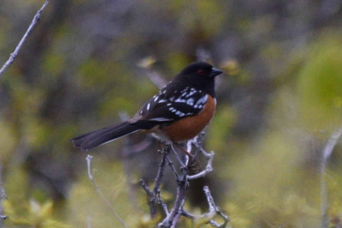 Spotted Towhee (maculatus Group) - ML618565568