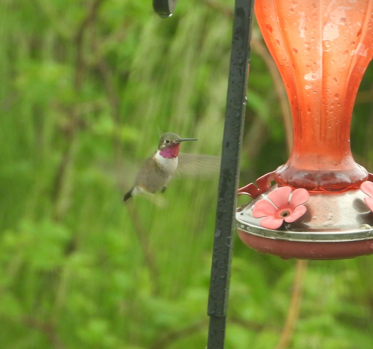 Broad-tailed Hummingbird - ML618565570