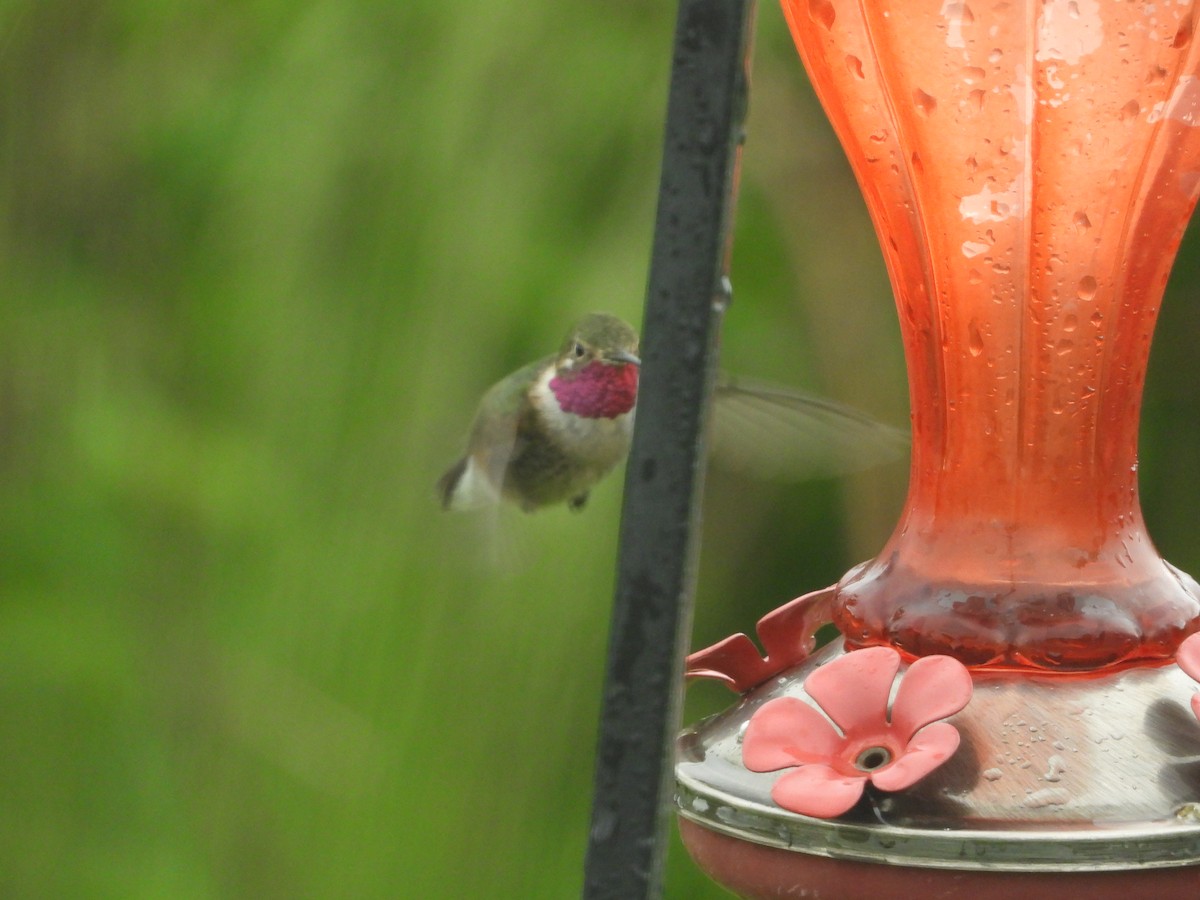 Broad-tailed Hummingbird - ML618565571