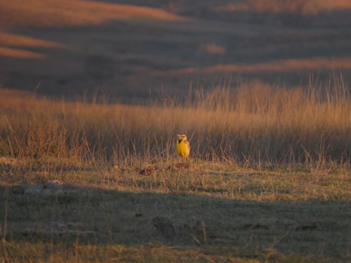 Western Meadowlark - sheryl mcnair