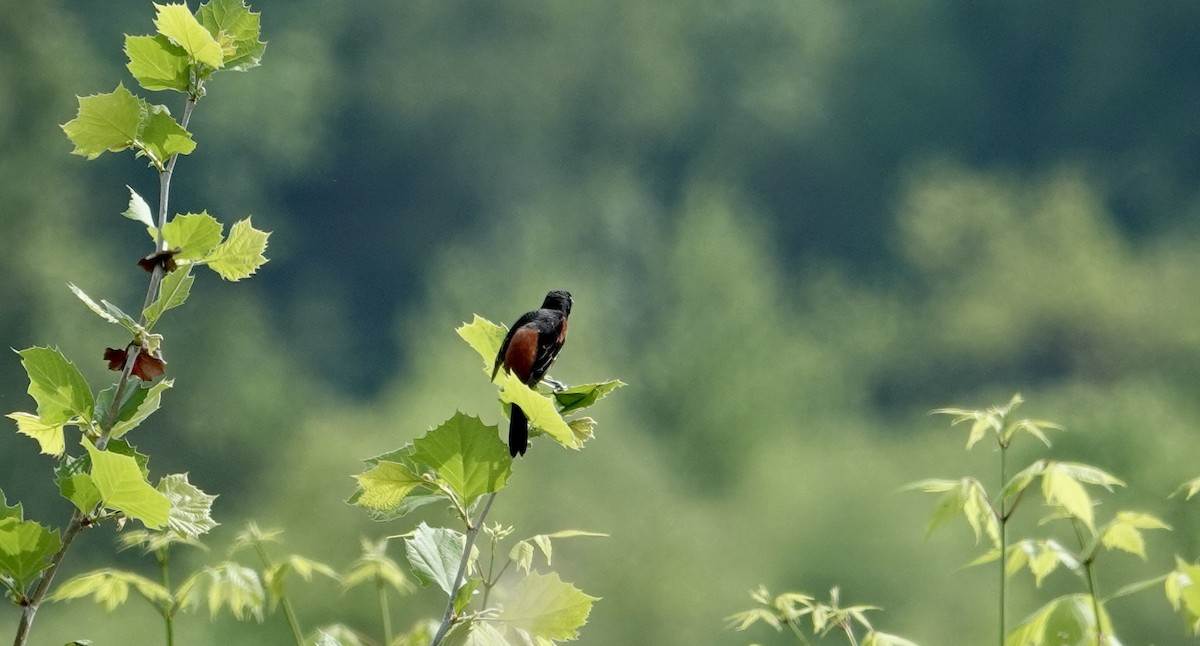 Orchard Oriole - ML618565589