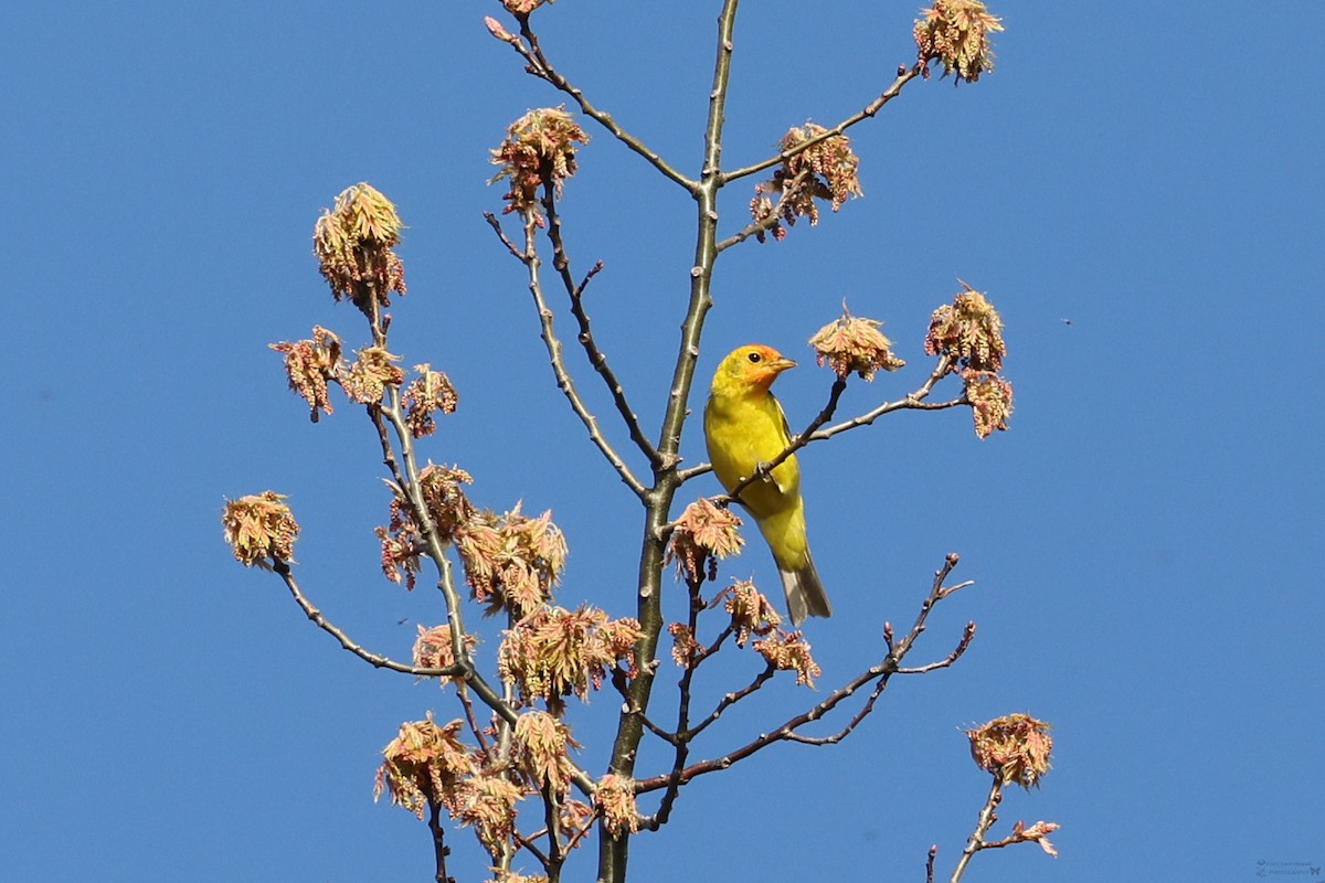 Western Tanager - ML618565592