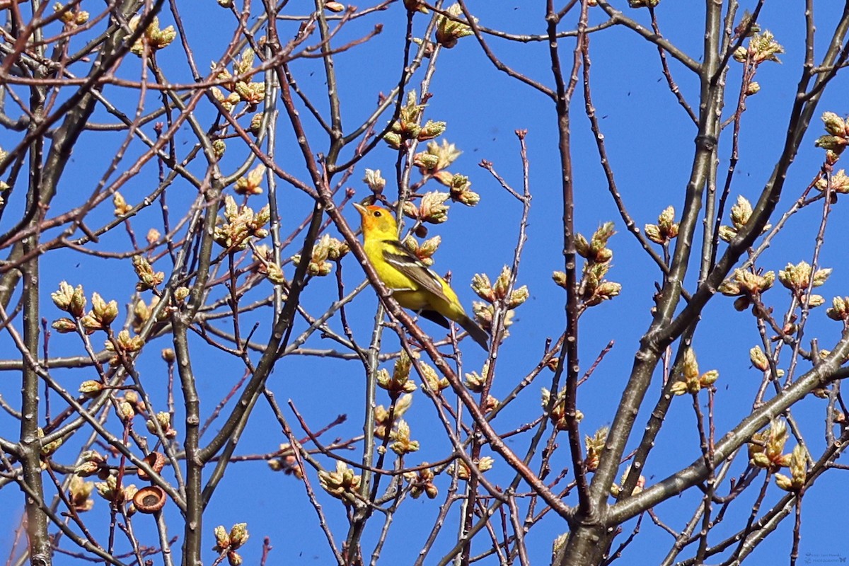 Western Tanager - ML618565595