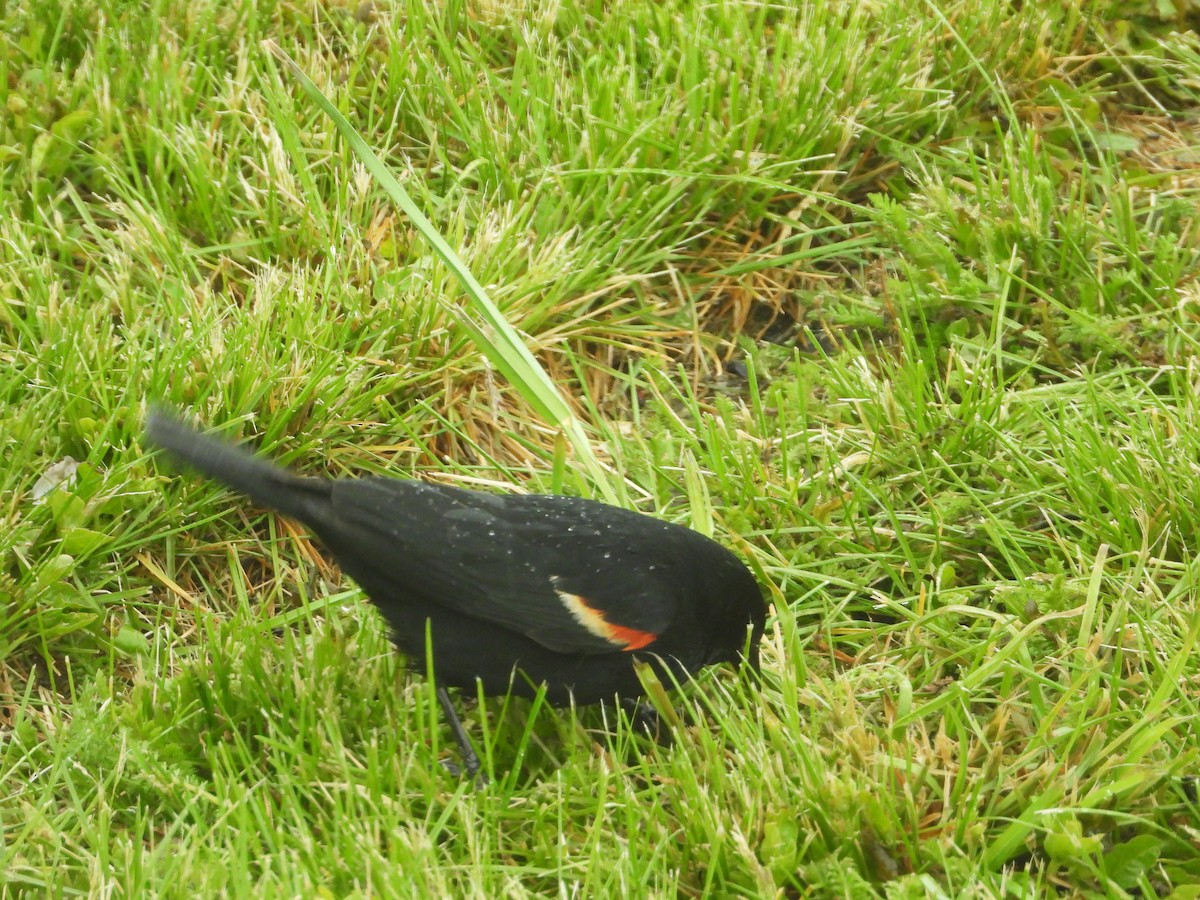 Red-winged Blackbird - ML618565624