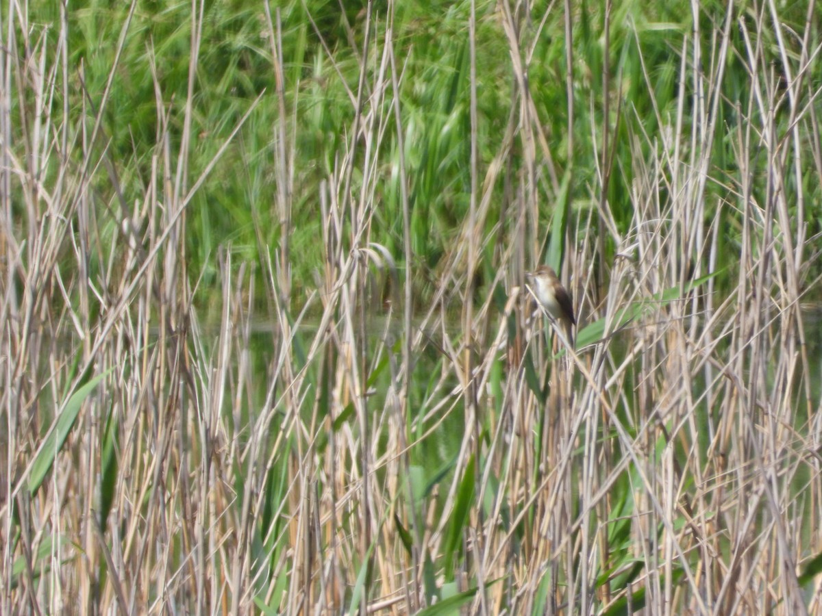 Great Reed Warbler - ML618565625