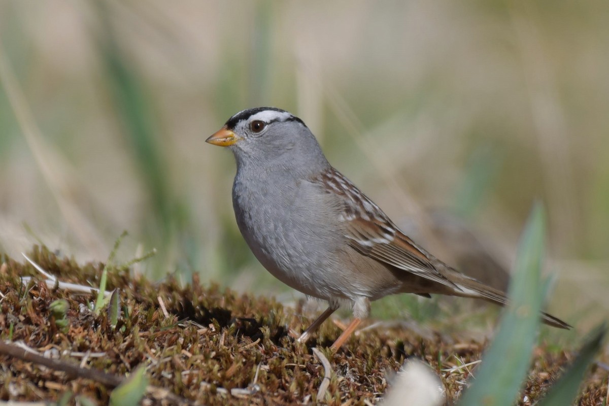 White-crowned Sparrow - ML618565629