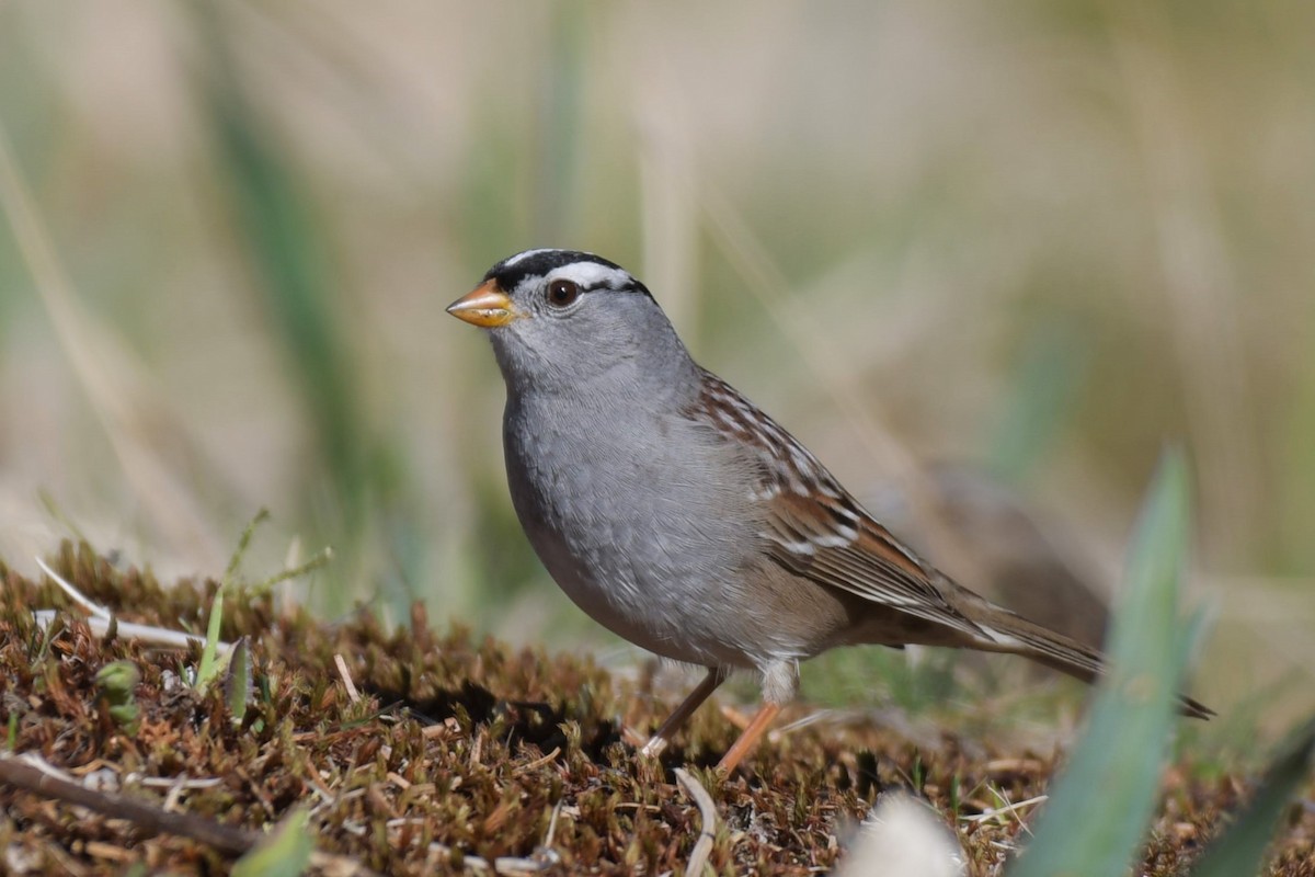 White-crowned Sparrow - ML618565630