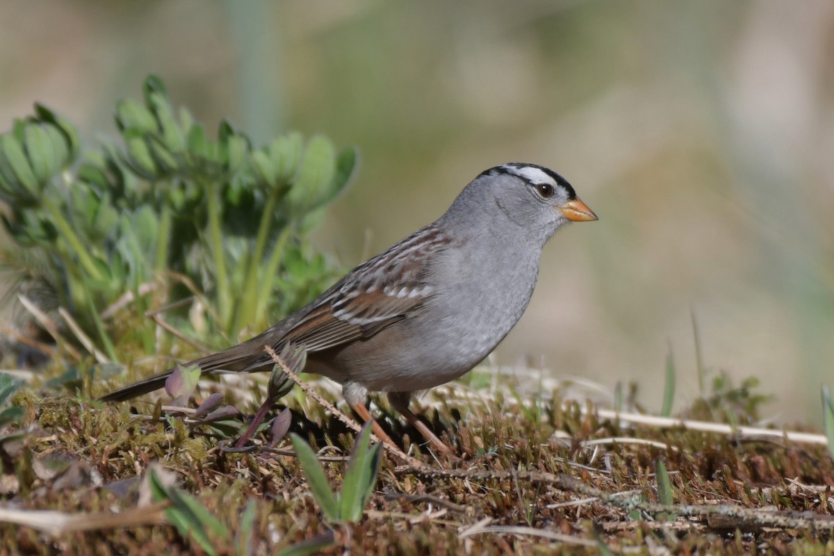 White-crowned Sparrow - ML618565631