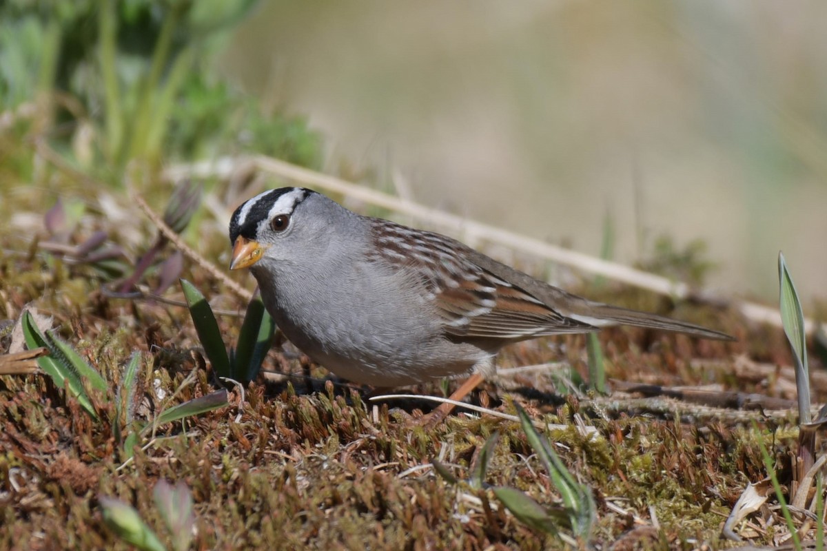 White-crowned Sparrow - ML618565632
