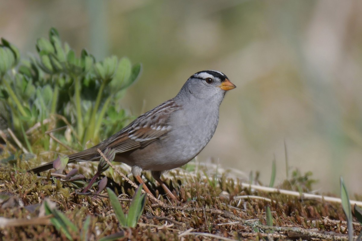 White-crowned Sparrow - ML618565633