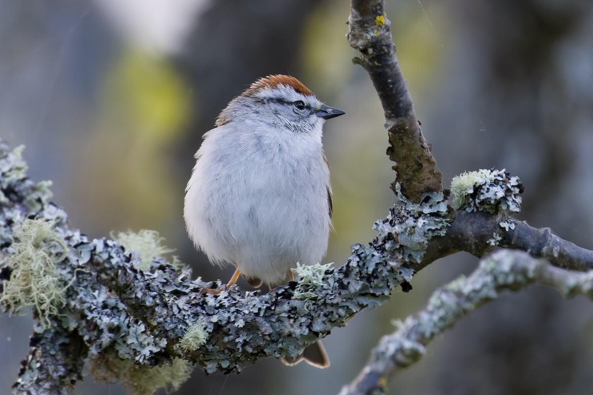 Chipping Sparrow - ML618565643