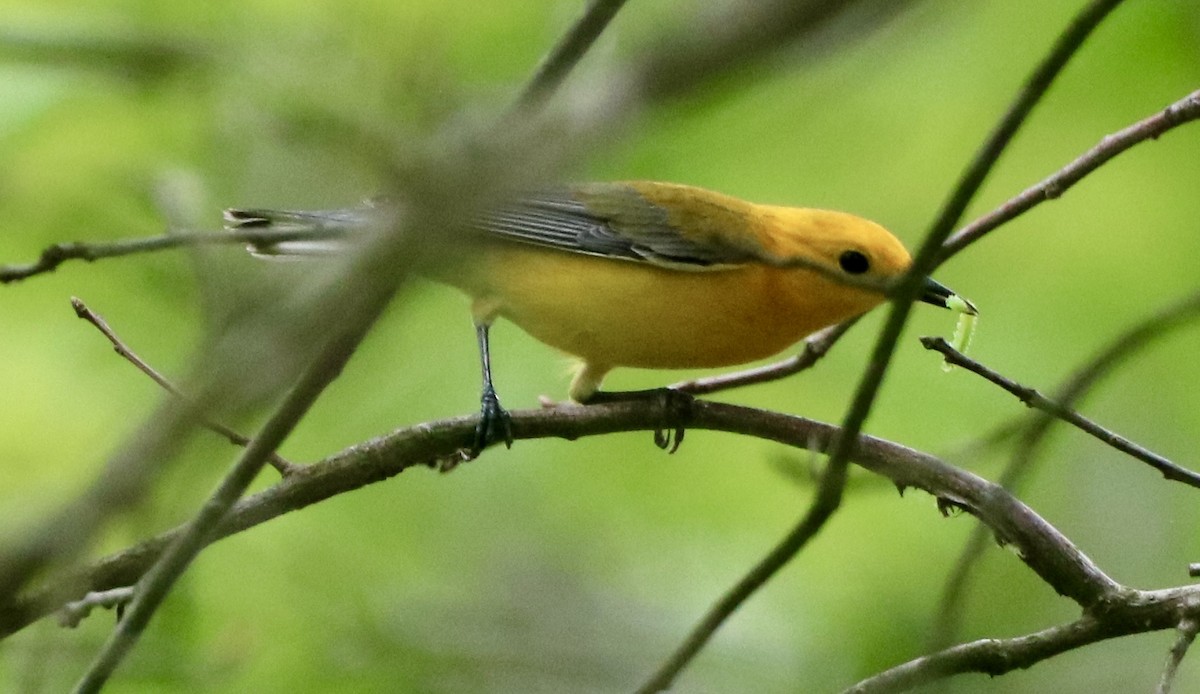 Prothonotary Warbler - ML618565724