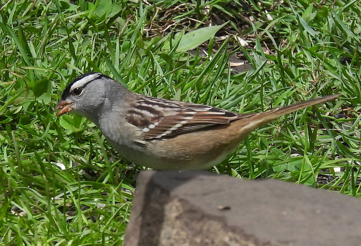 White-crowned Sparrow - Joanne Muis Redwood