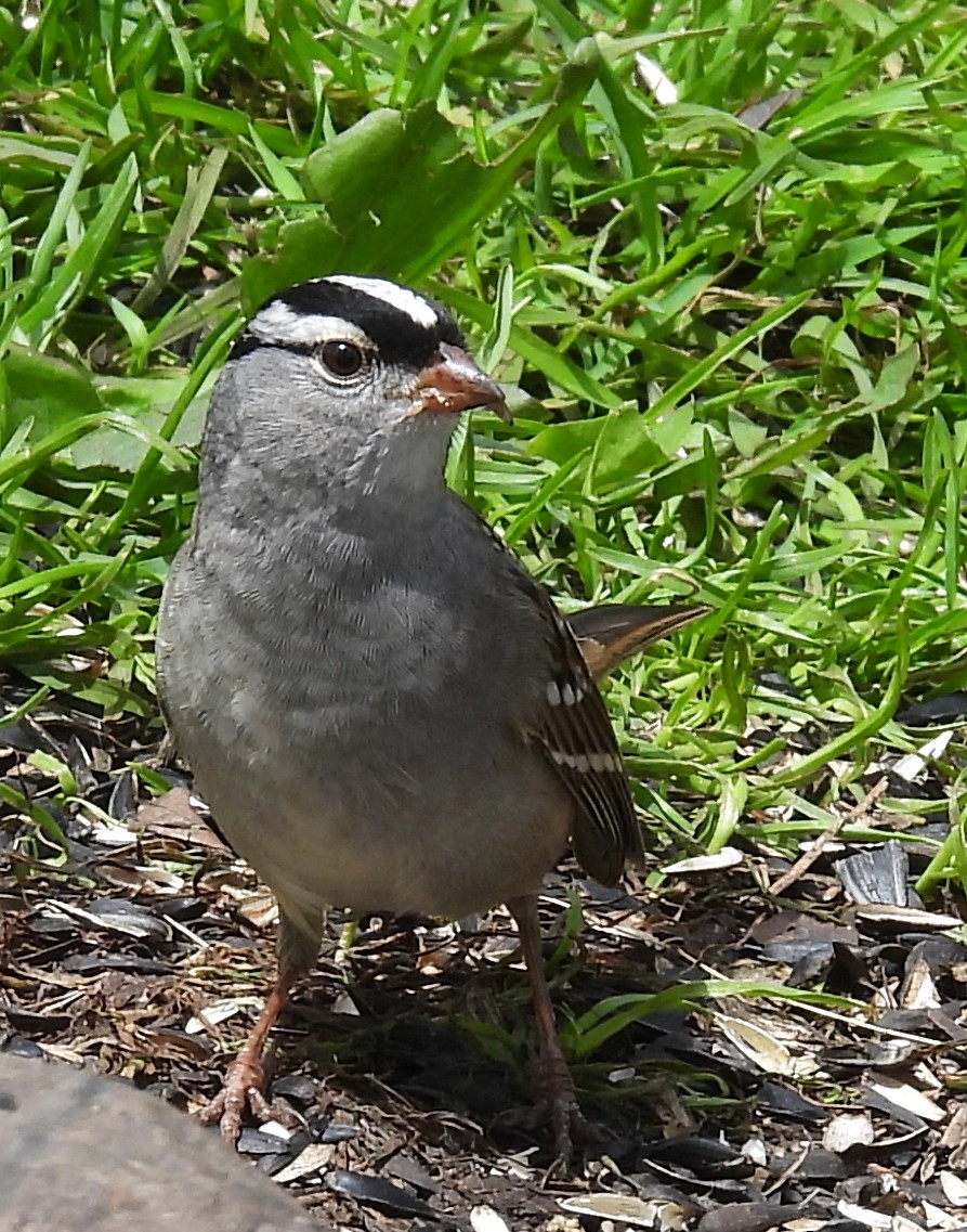White-crowned Sparrow - ML618565733