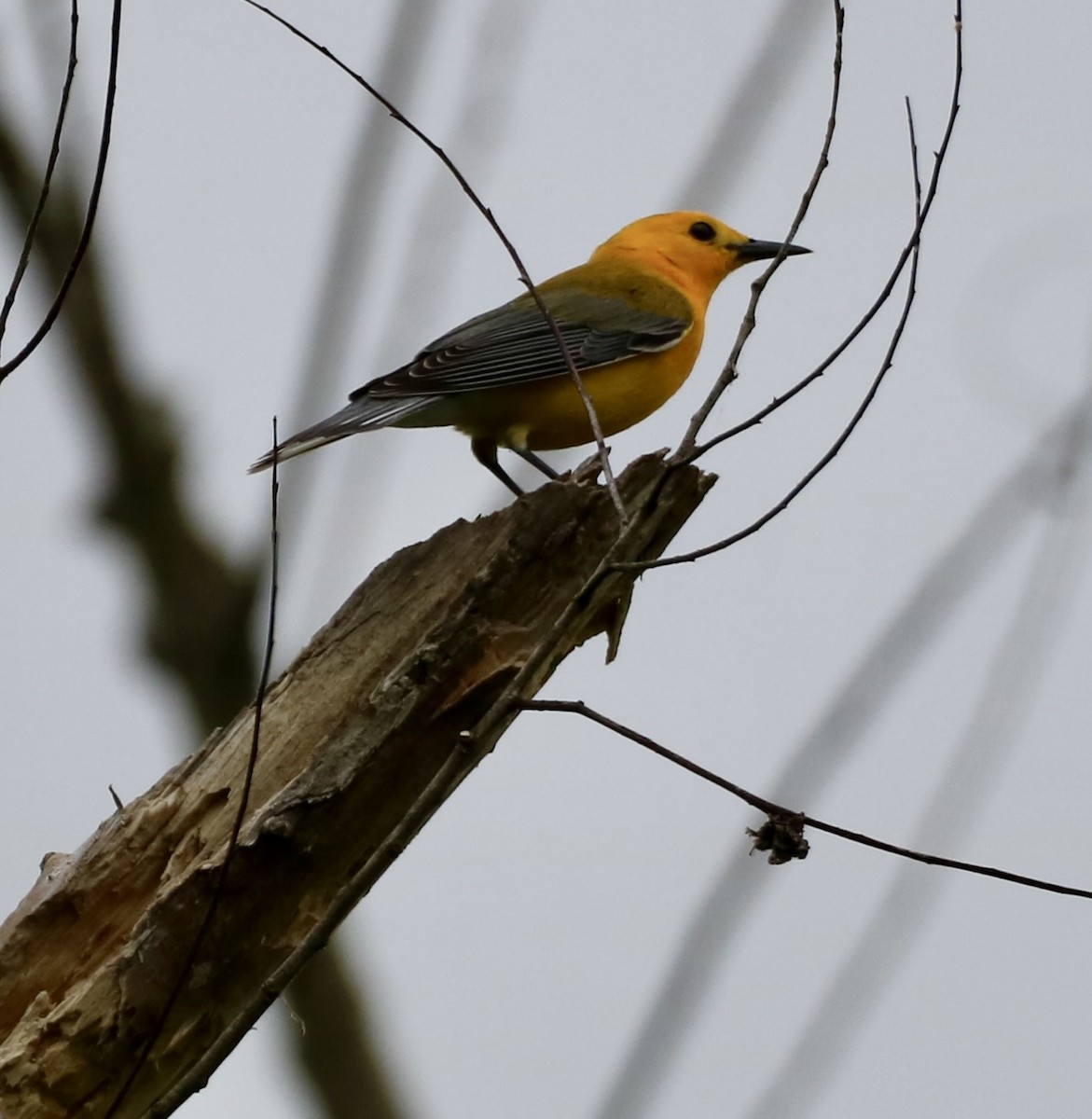 Prothonotary Warbler - ML618565789