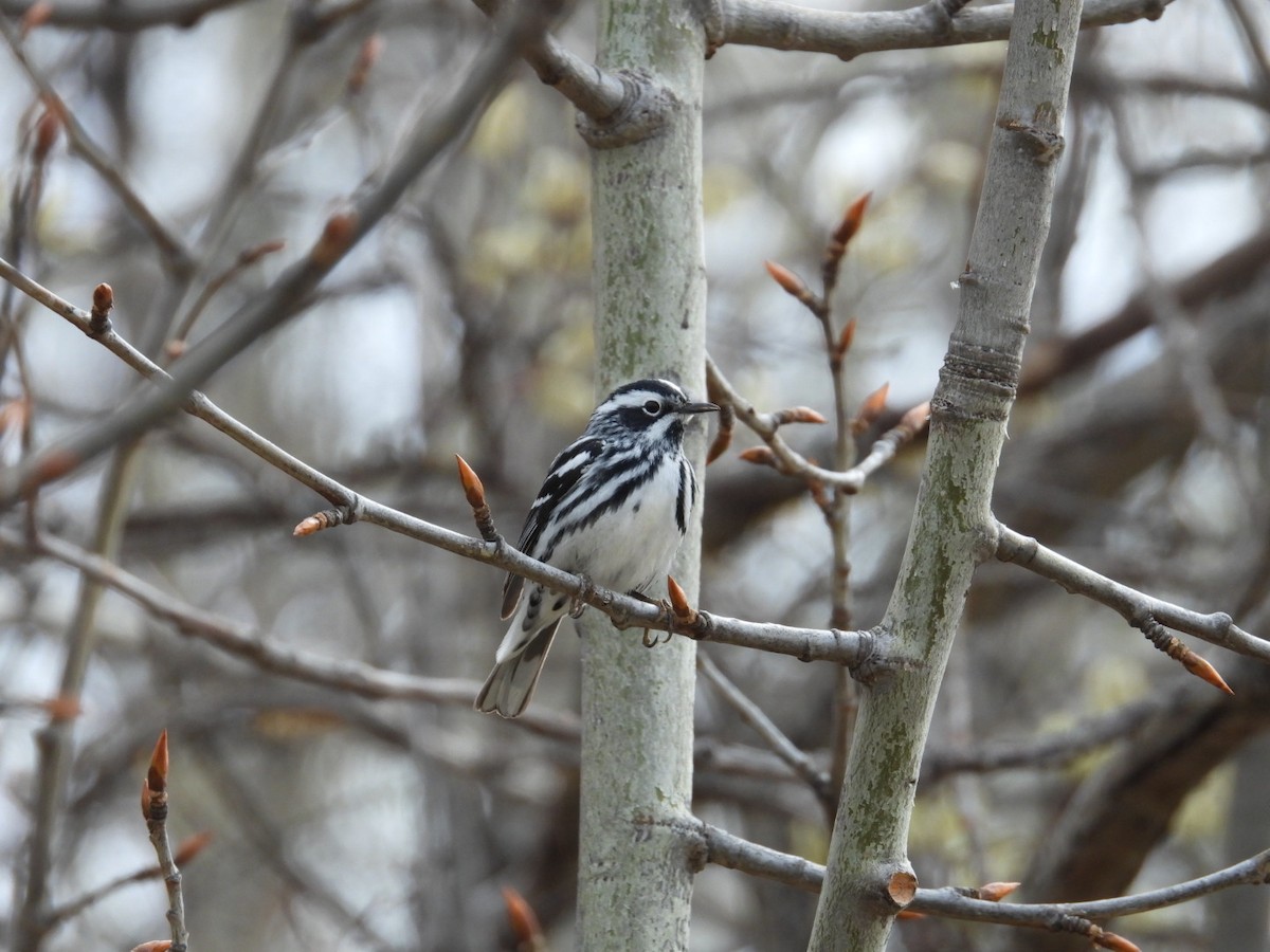 Black-and-white Warbler - ML618565792