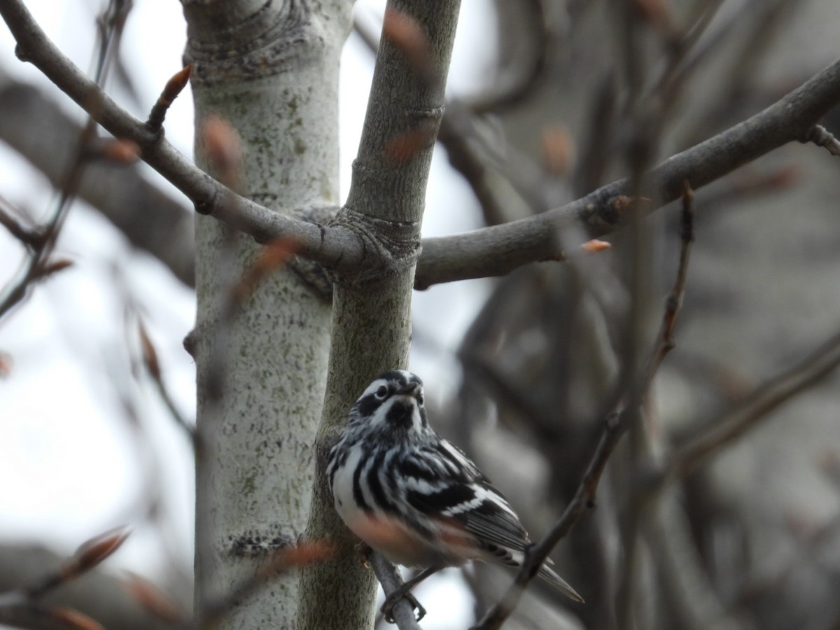 Black-and-white Warbler - ML618565793