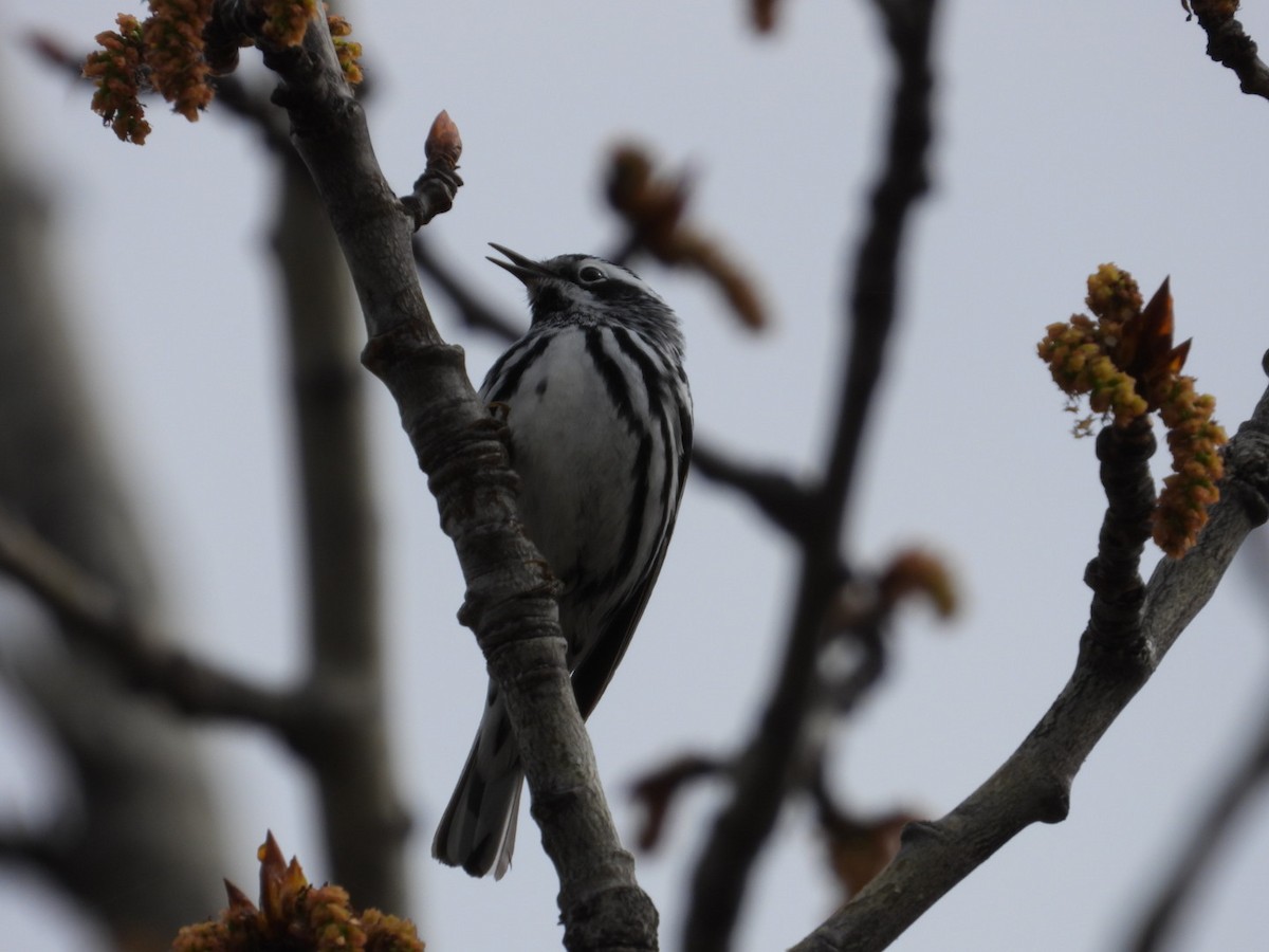 Black-and-white Warbler - ML618565794