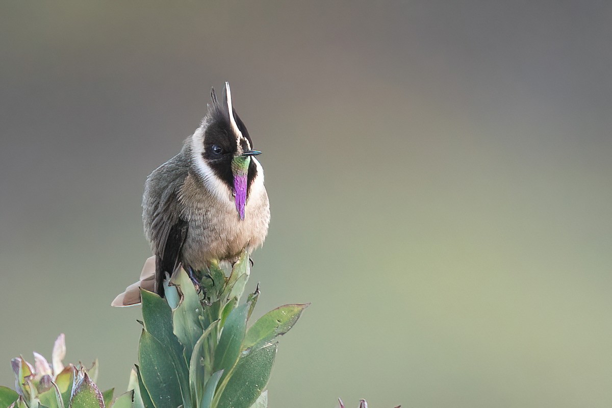 kolibřík tolimský - ML618565811