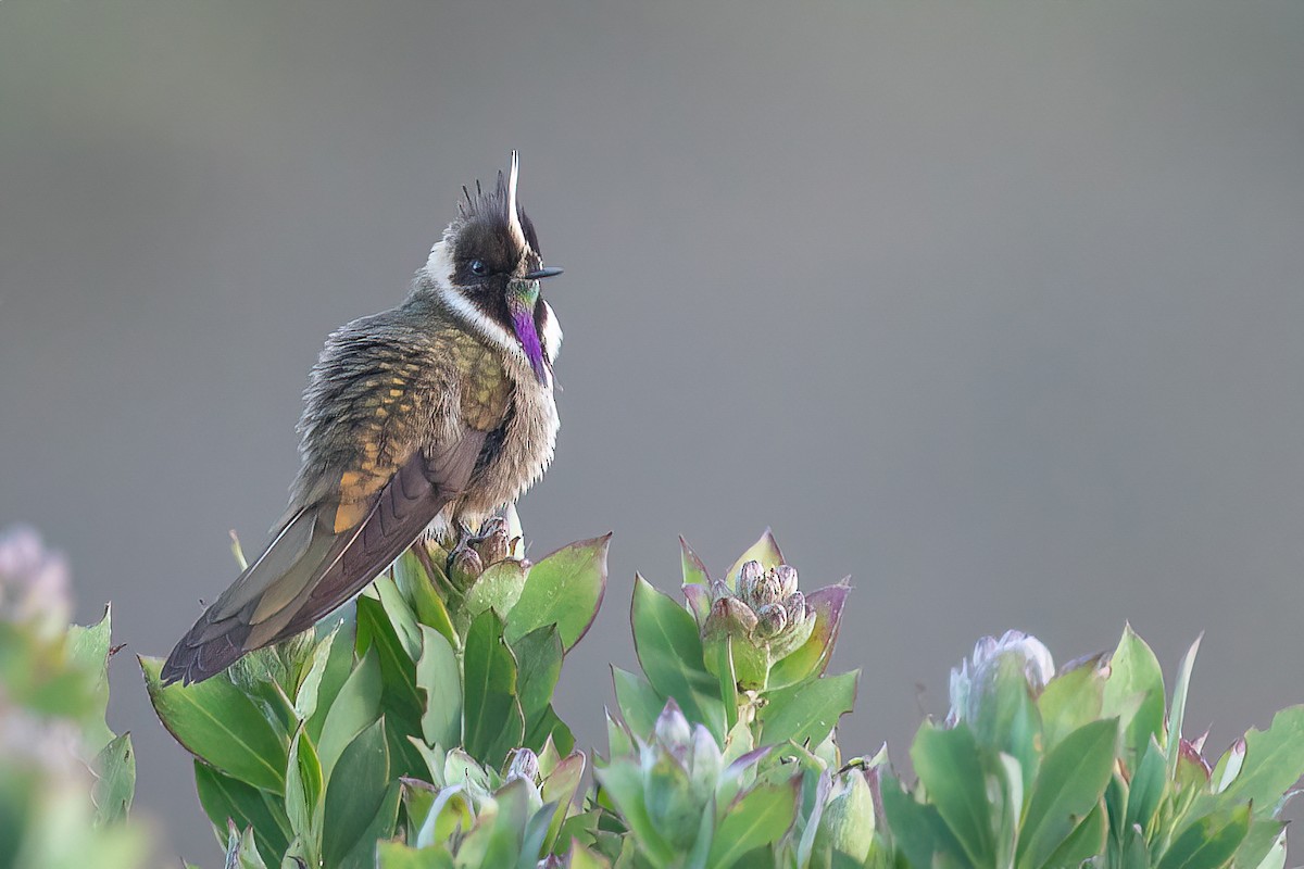kolibřík tolimský - ML618565812